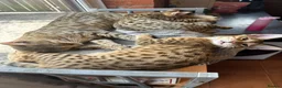 Savannah cats for sale: Savannah F4 girls - Advert 5