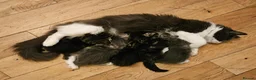 Mixed Breed cats for sale: Amazing kittens - Advert 13