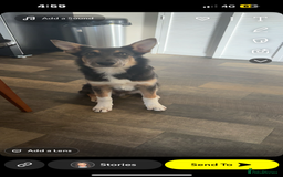 Mixed Breed dogs for sale: 9 month old blue gsd x collie  - Image 7