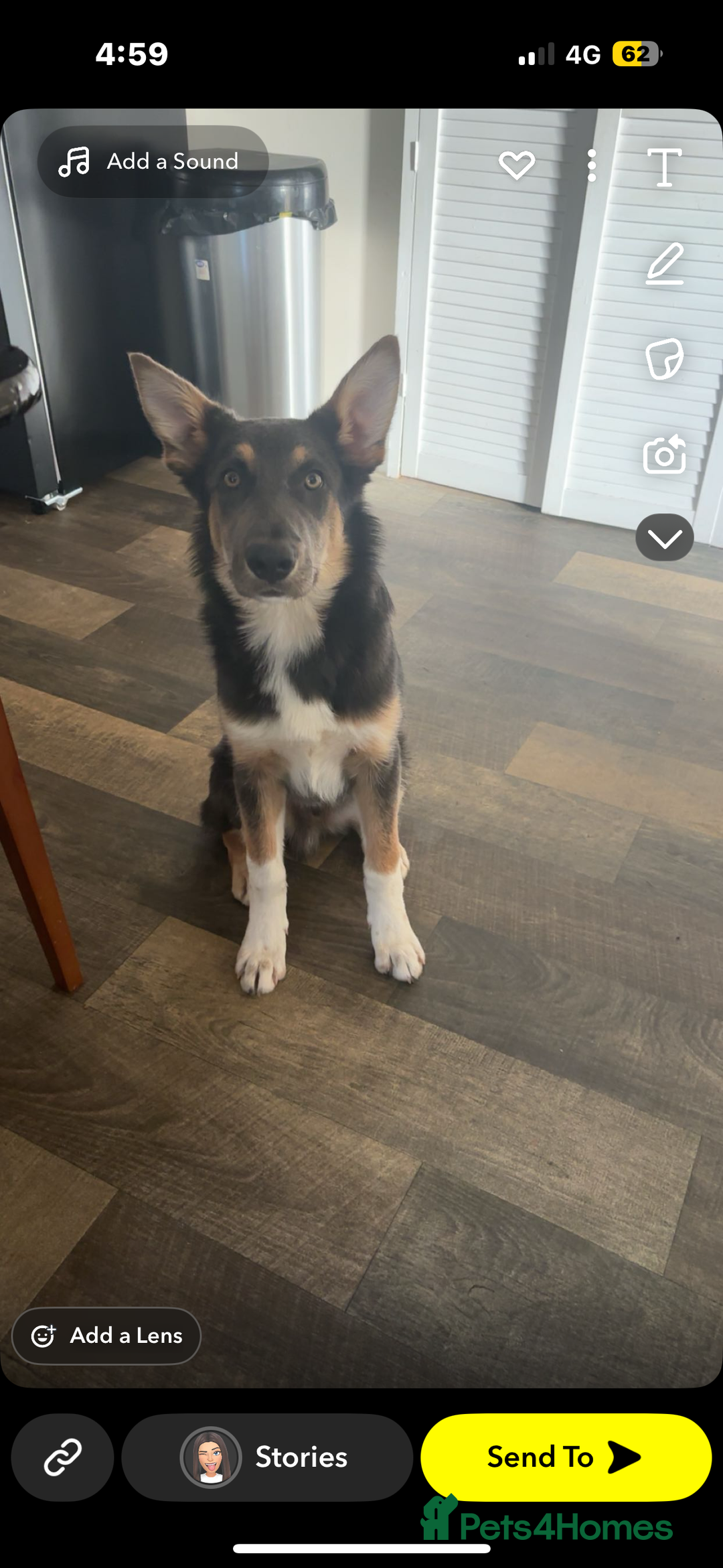 Mixed Breed dogs for sale: 9 month old blue gsd x collie  - Image 7