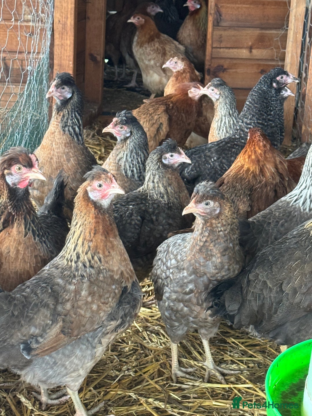 Chickens poultry for sale: Chickens pure breed and mixed breed  - Advert 1