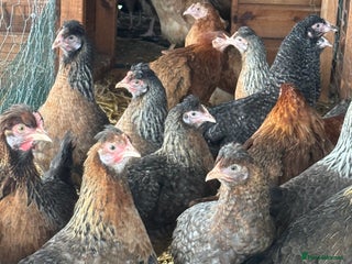 Chickens poultry Chickens pure breed and mixed breed - Advert 1