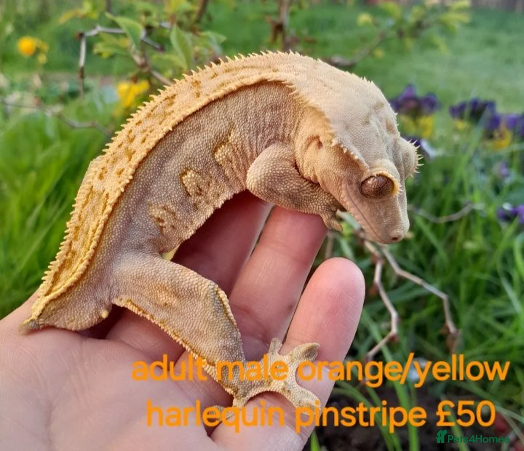Gecko reptiles for sale: Various Crested Geckos for sale  - Advert 9