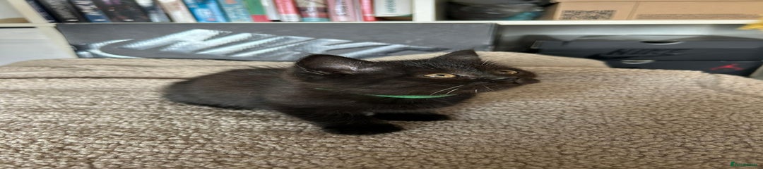 British Shorthair Kitten Female (Green)