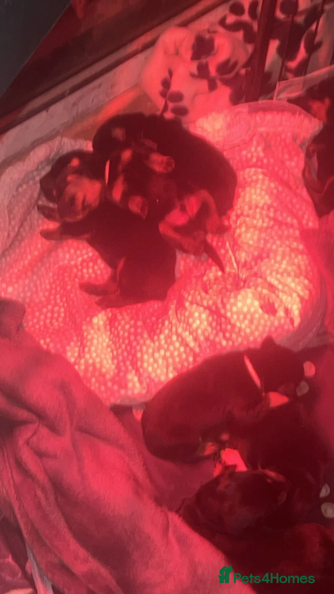 Rottweiler dogs for sale: Beautiful Rottweiler pups - Advert 6