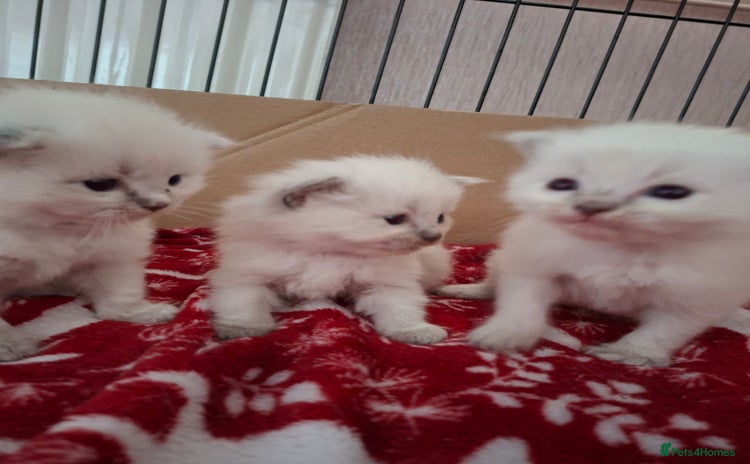 Ragdoll cats - Advert 3