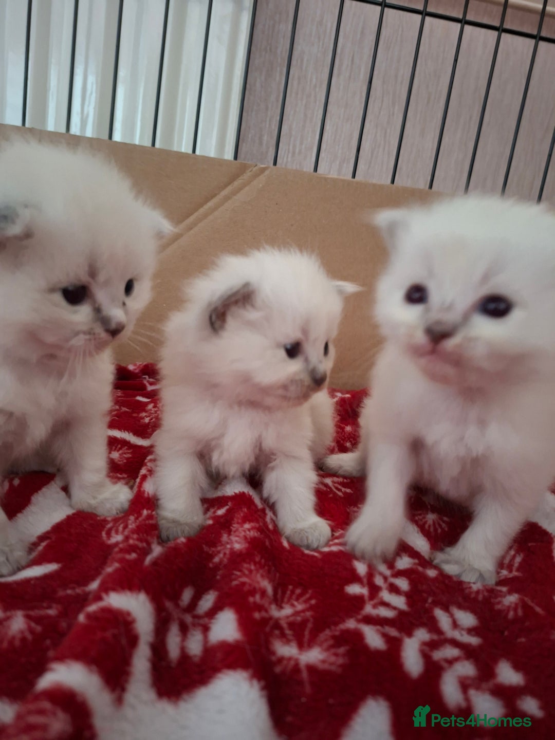 Ragdoll cats for sale: Beautiful gccf registered kittens - Image 3