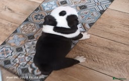 English Bulldog dogs for sale: Beautiful English buldog awaiting for new parents - Image 9