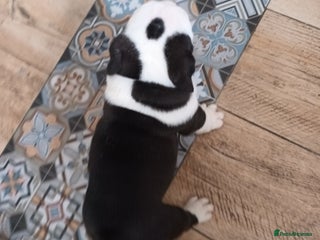 English Bulldog dogs Beautiful English buldog awaiting for new parents - Advert 13