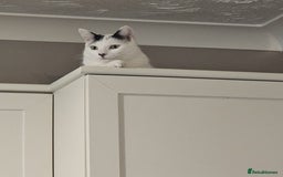 British Shorthair cats for sale: Loving black & white male cat  - Image 2