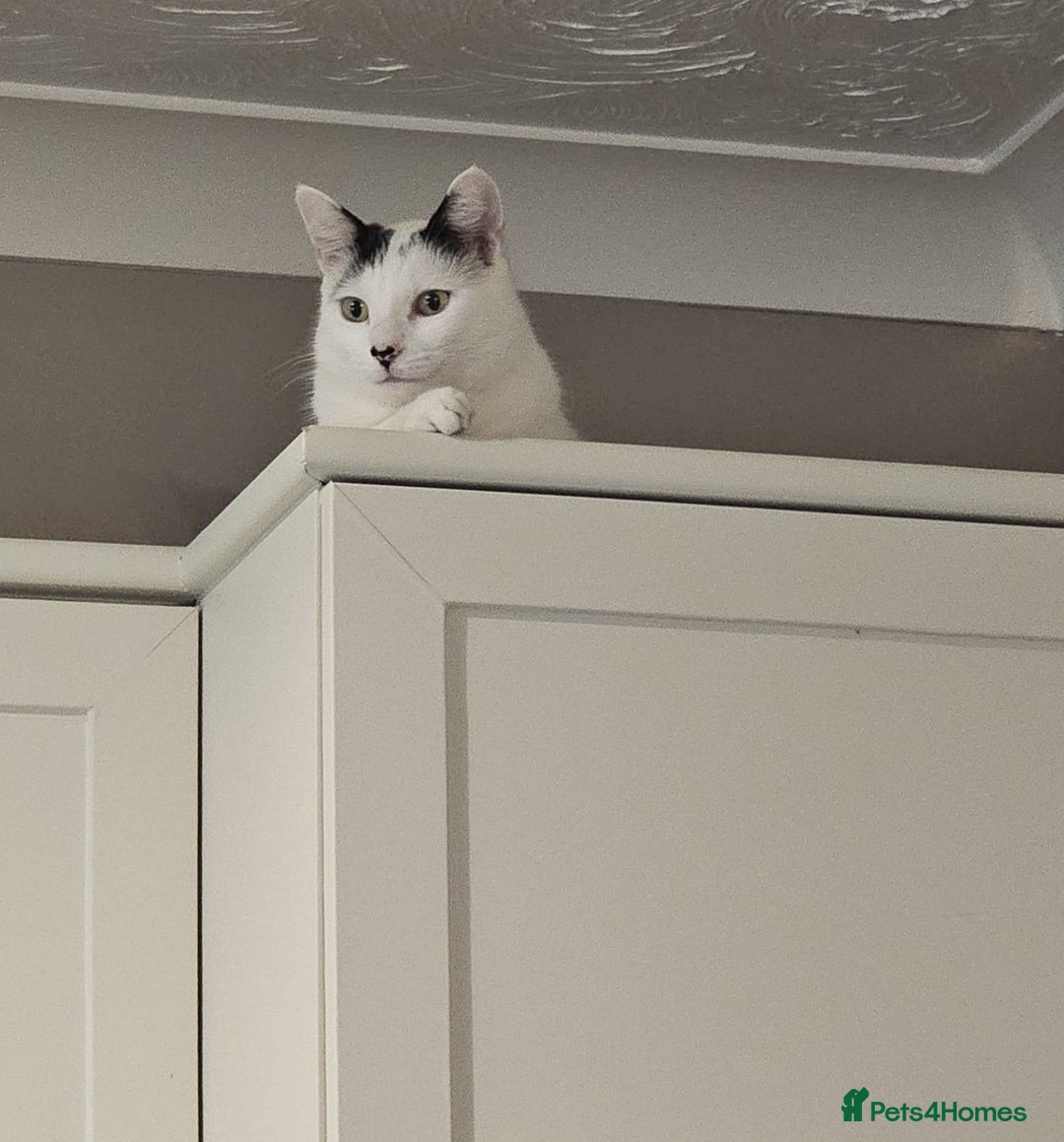 British Shorthair cats for sale: Loving black & white male cat  - Image 2
