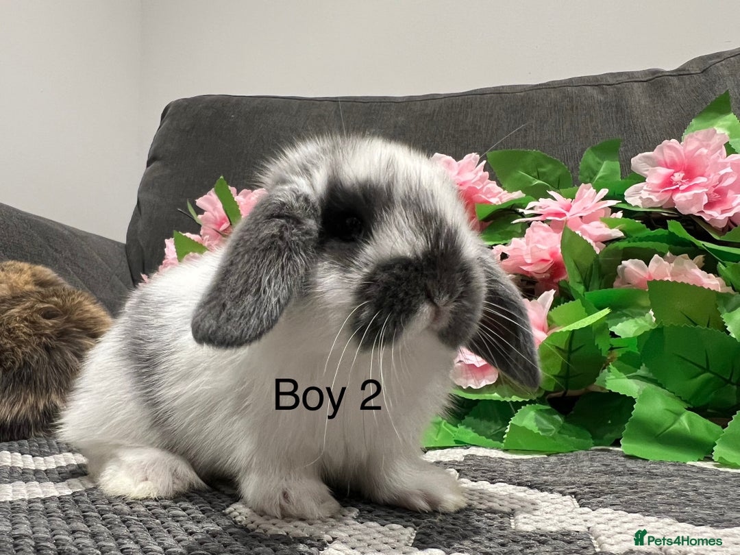 Mini Lop rabbits for sale: Stunning litter of 5 MINI LOPS ready to reserve  - Image 2
