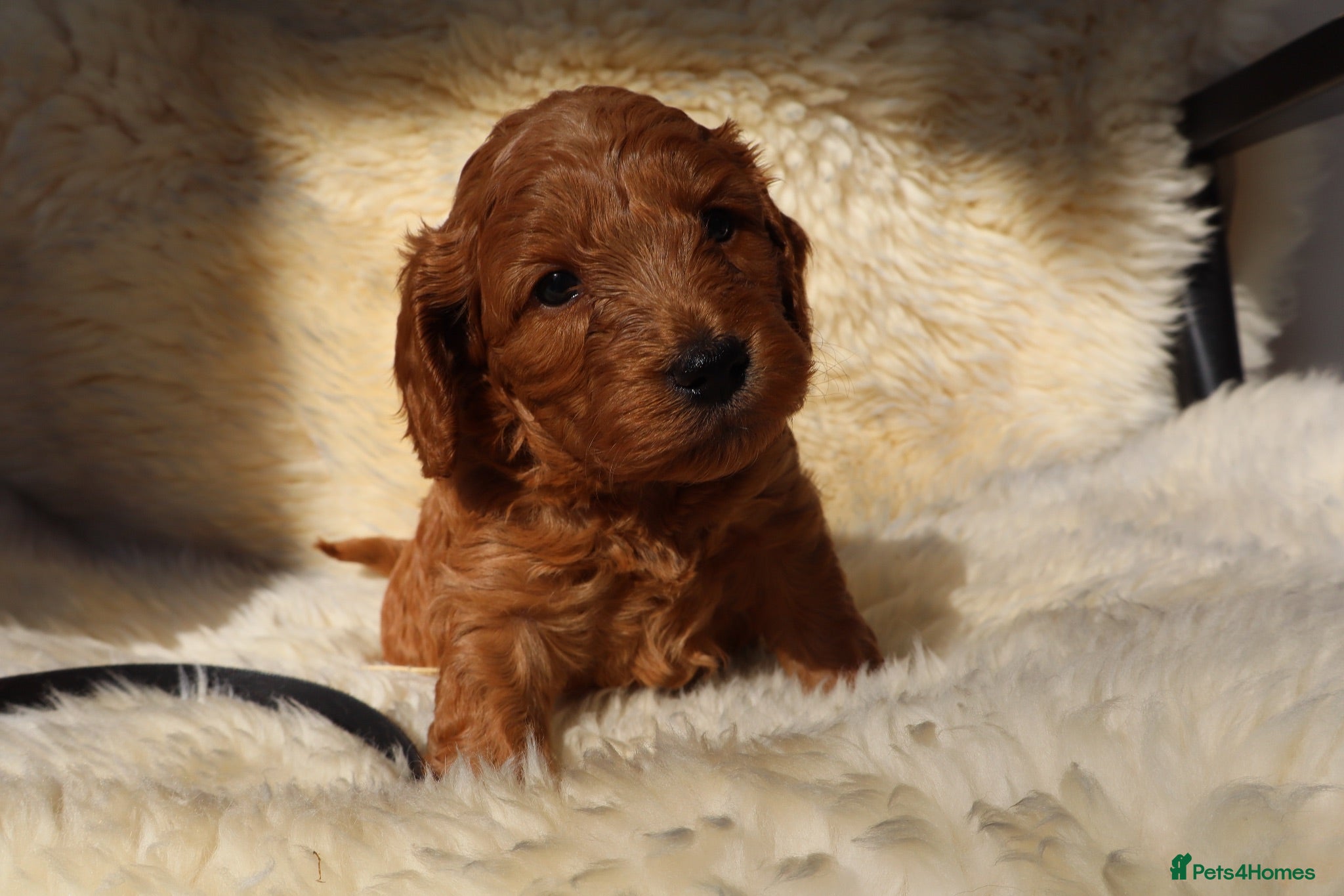 Cockapoo dogs WATCH LIVE! ELITE COCKAPOOS 5* LICENSED BREEDER  - Advert 2