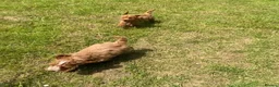 Cockapoo dogs for sale: Adorable cockerpoos puppies - Advert 3