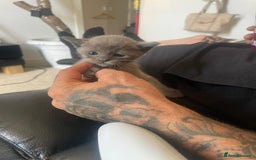 Burmese cats for sale: Beautiful blue Burmese girl - Image 2