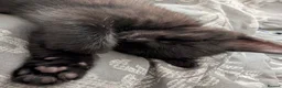 Mixed Breed cats for sale: Kittens - Advert 5