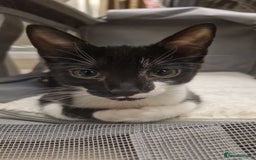 Mixed Breed cats for sale: Gorgeous Black + White Tuxedo 🇬🇧 Shorthair Mix - Image 2