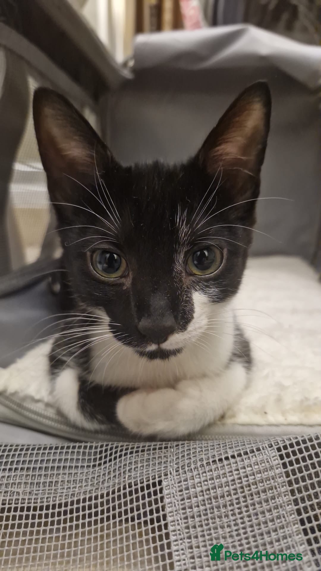 Mixed Breed cats for sale: Gorgeous Black + White Tuxedo 🇬🇧 Shorthair Mix - Image 2