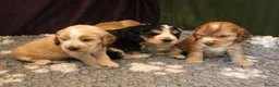 Cocker Spaniel dogs for sale: KC  Registered Show Cocker Spaniels - Advert 10