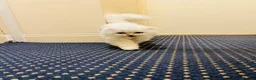 Scottish Fold cats for sale: Stunning Scottish Fold Cat - Advert 4