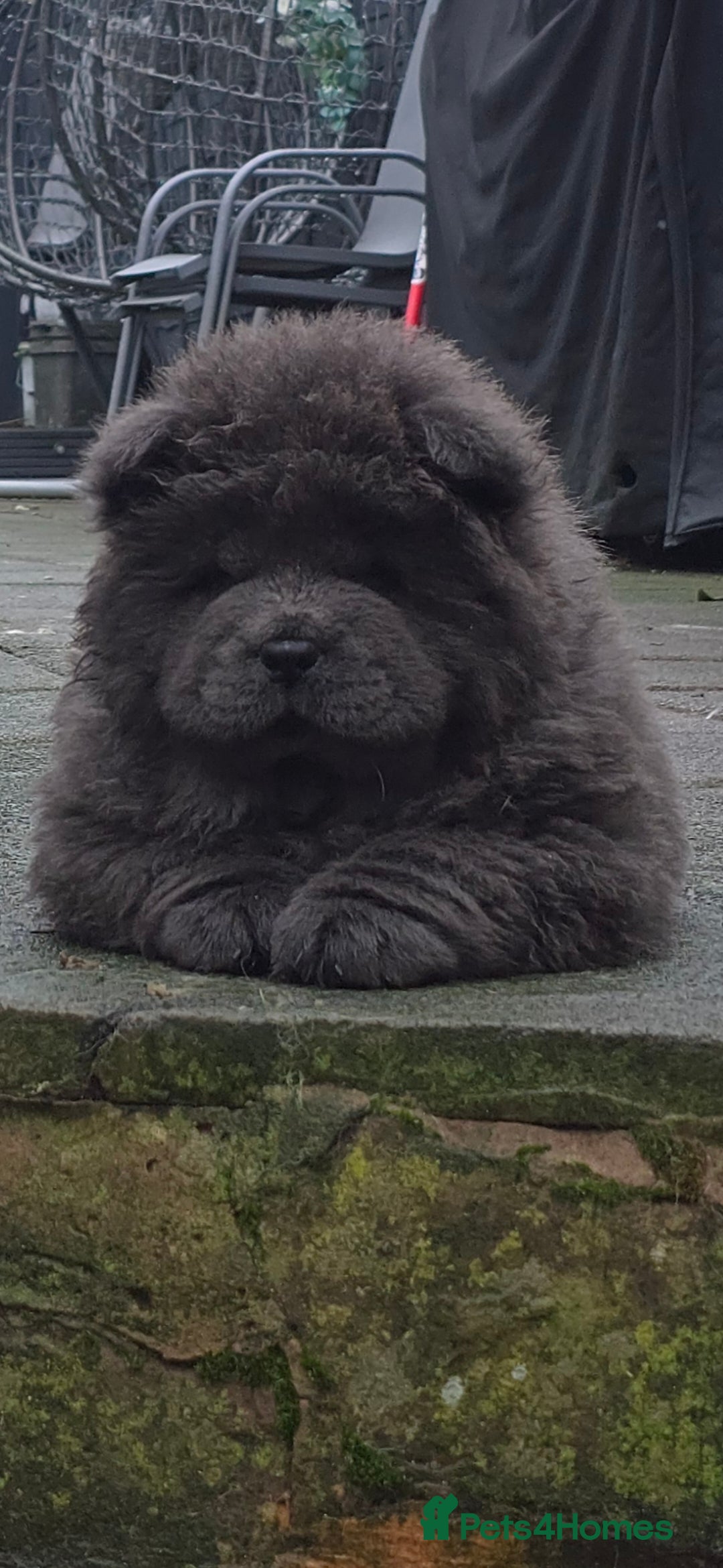 Chow Chow dogs Ready to leave! 5⭐️homes - Advert 3