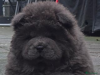 Chow Chow dogs Female ready to leave! 5⭐️homes - Advert 16