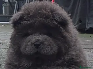 Chow Chow dogs Female ready to leave! 5⭐️homes - Advert 1