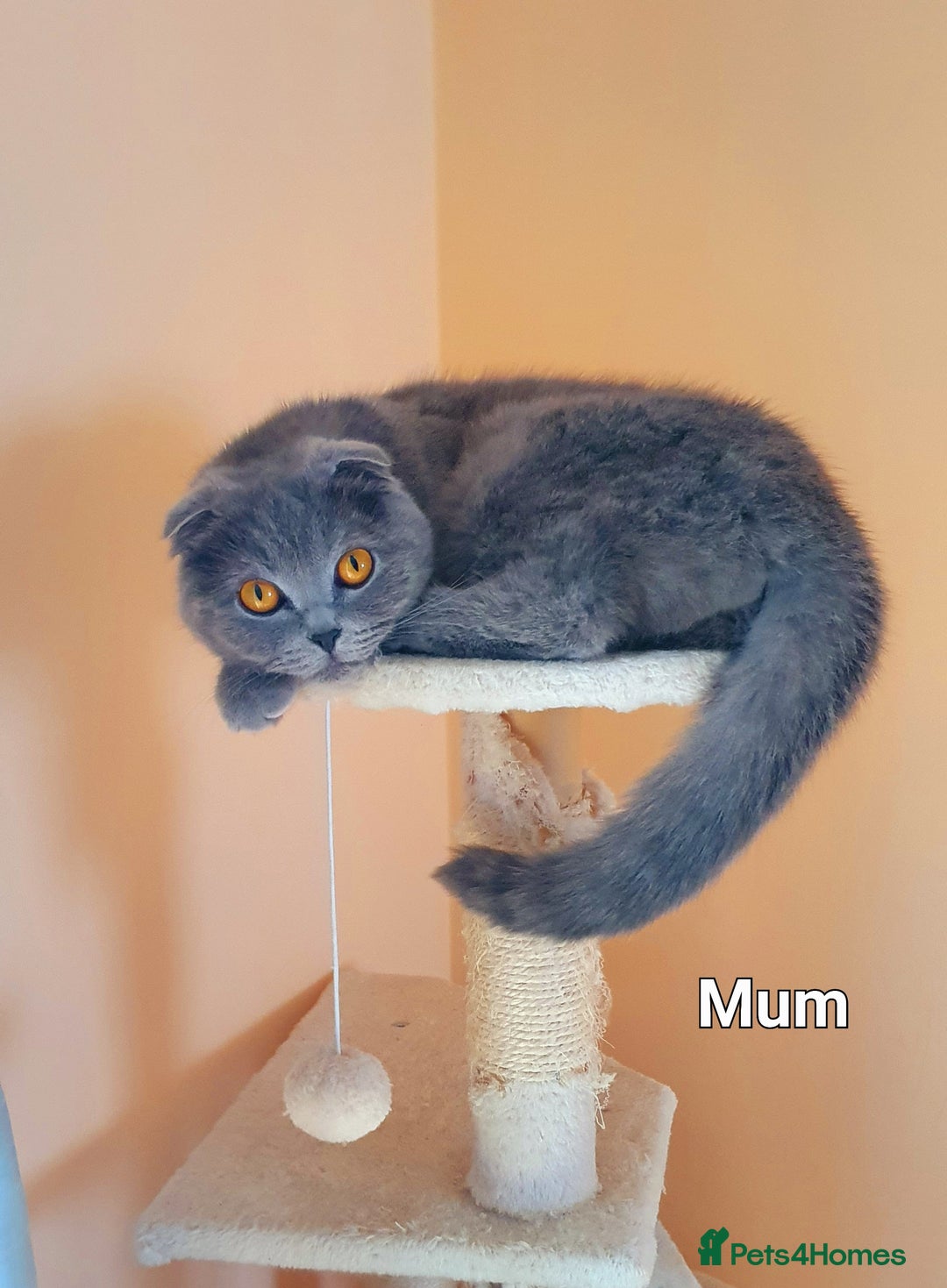 Scottish Fold cats for sale: Scottish fold, straight girls, boys, lilac blue  - Advert 7
