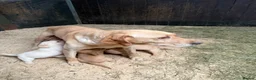Labrador Retriever dogs for sale: Beautiful Baby Ladradors  - Advert 6
