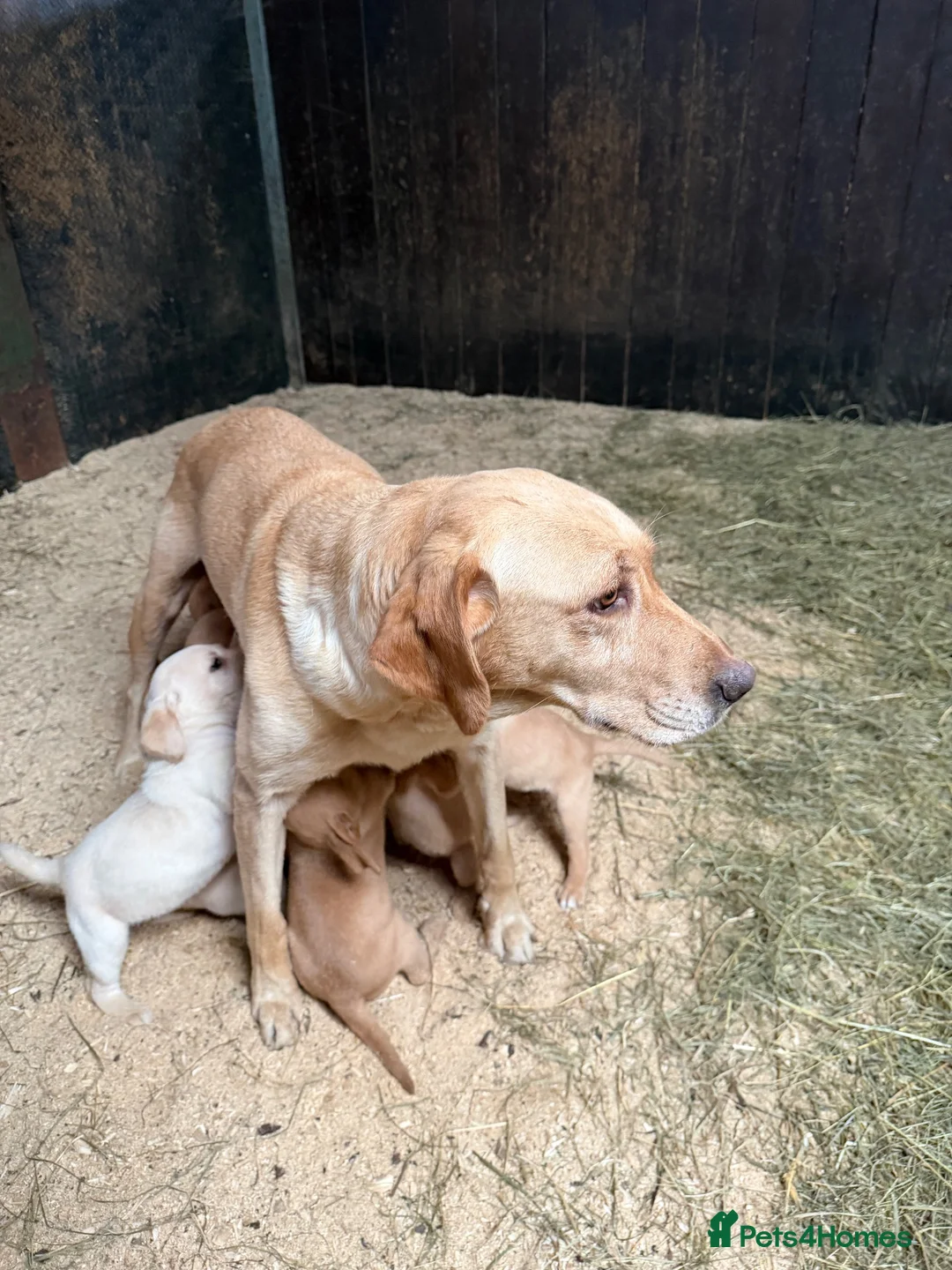 Labrador Retriever dogs for sale: Beautiful Baby Ladradors  - Advert 6