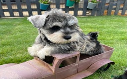 Miniature Schnauzer dogs for sale: Just 2 boys and girls available raised with love - Image 1