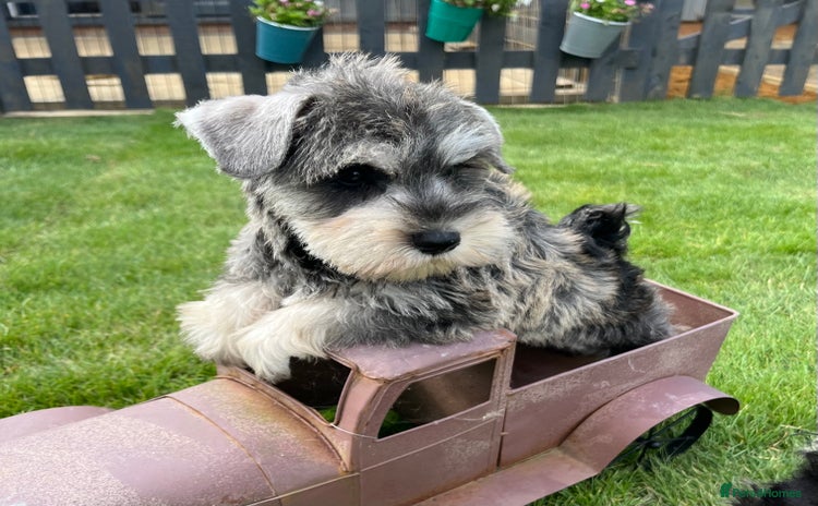 Miniature Schnauzer dogs - Advert 4