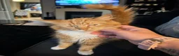Mixed Breed cats for sale: Beautiful Fluffy Kittens - Advert 2