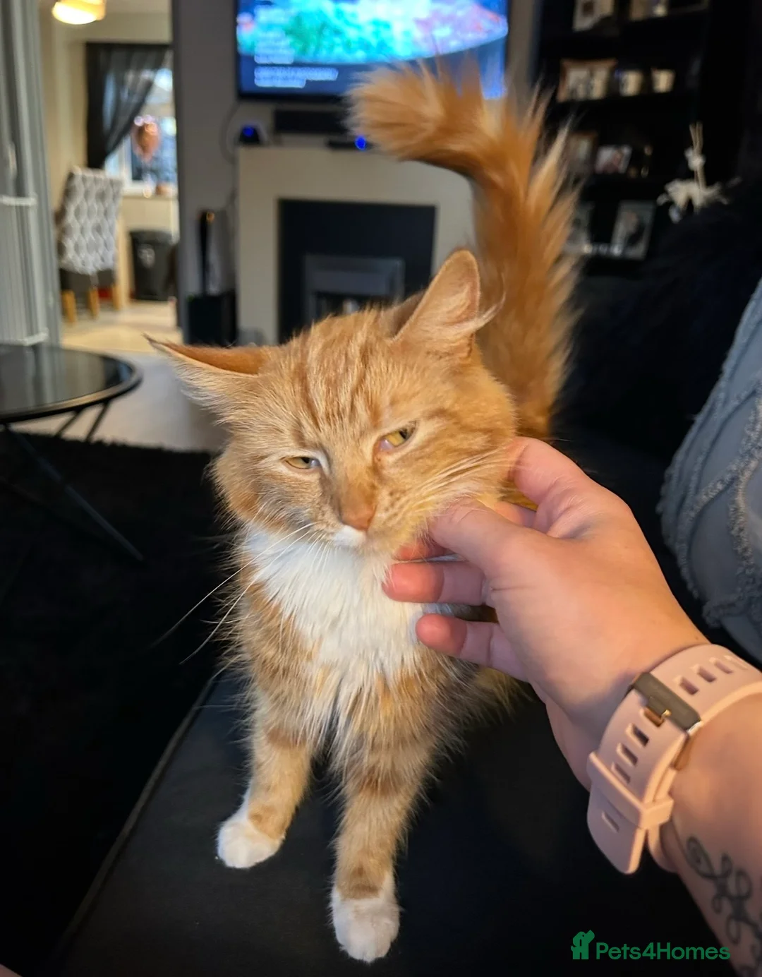 Mixed Breed cats for sale: Beautiful Fluffy Kittens - Advert 2