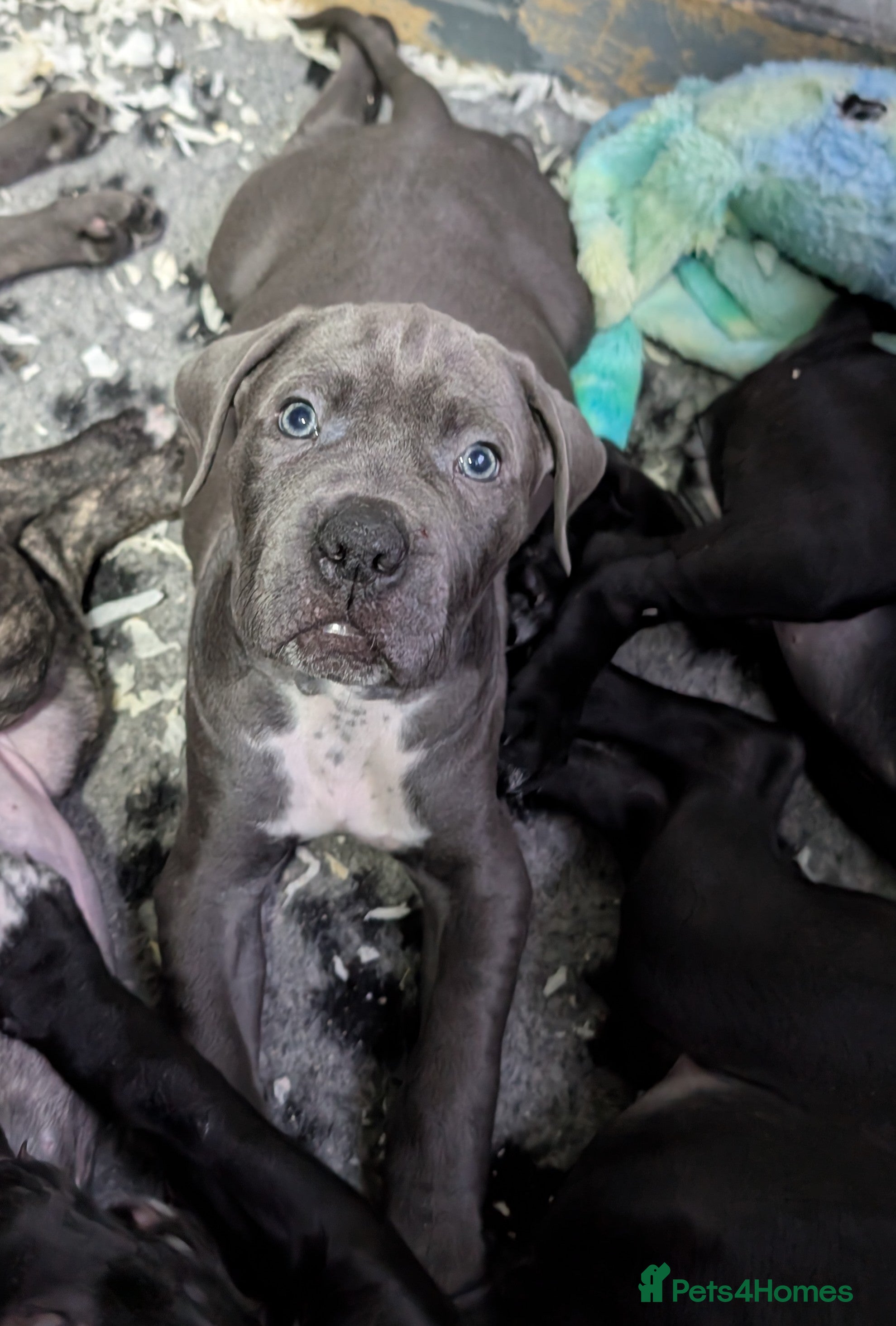 Cane Corso dogs Cane corso puppies  - Advert 14