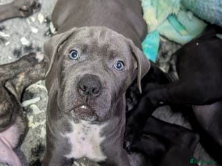 Cane Corso dogs Cane corso puppies - Advert 14