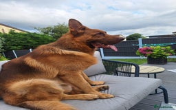 German Shepherd dogs for sale: STUNNING LIVER GERMAN SHEPHERD  - Image 4