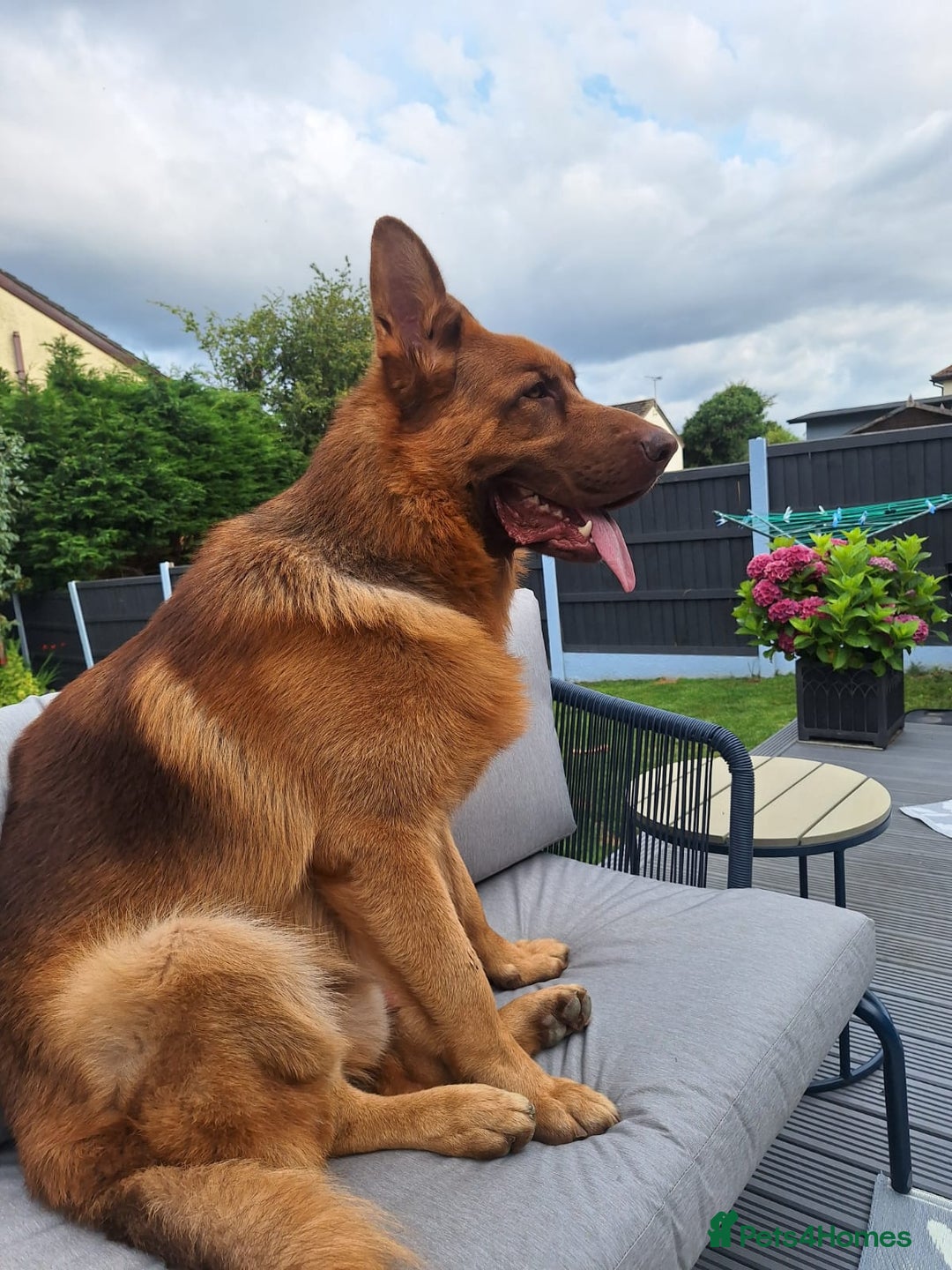 German Shepherd dogs for sale: STUNNING LIVER GERMAN SHEPHERD  - Image 4