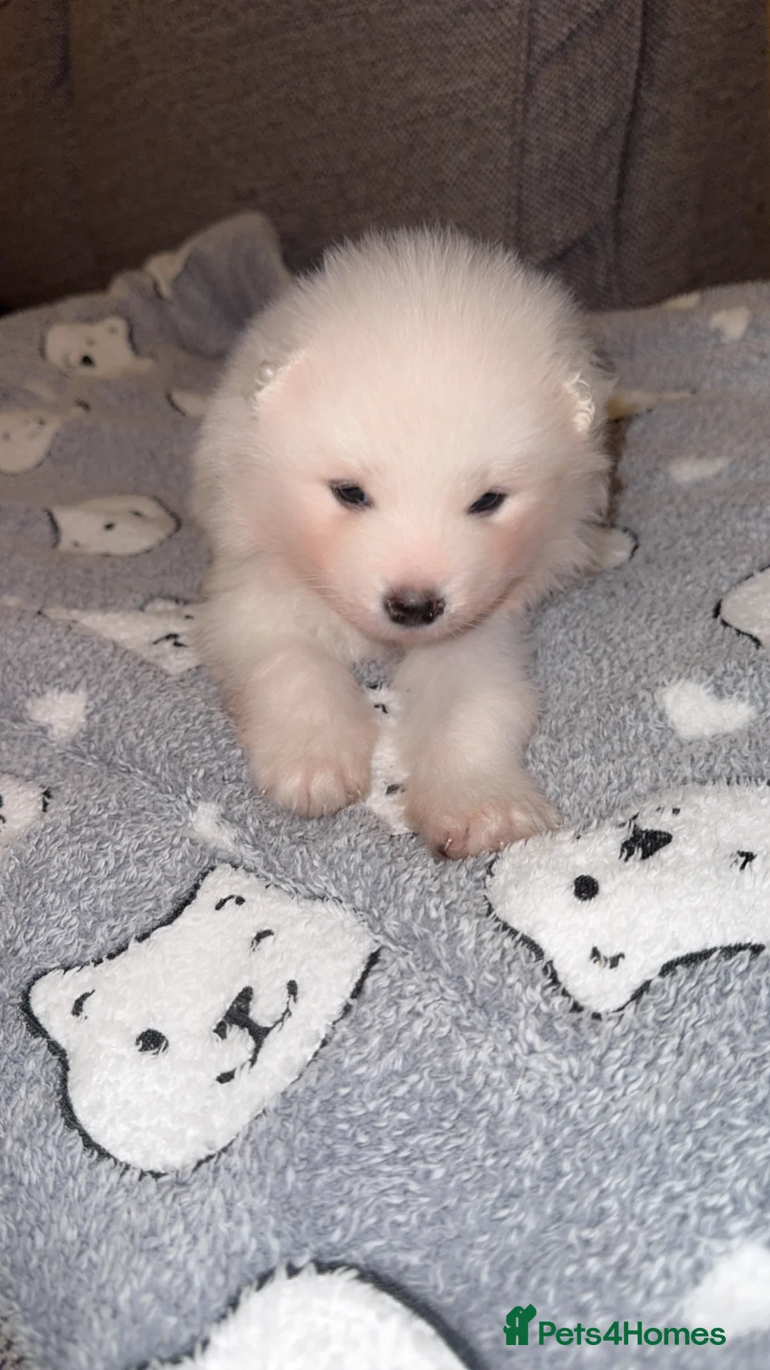 Samoyed dogs for sale: NOW VACCINATED AND CHIPPED Last pup remains ❤️ - Advert 23