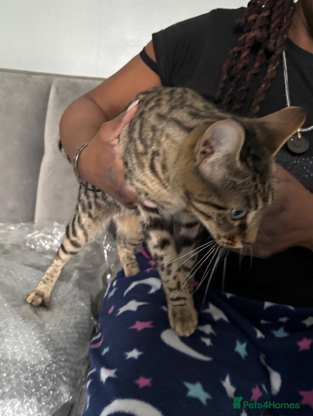 Mixed Breed cats for sale: PEDIGREE BENGAL PEDIGREE TABBY MIXED BOY - Advert 4