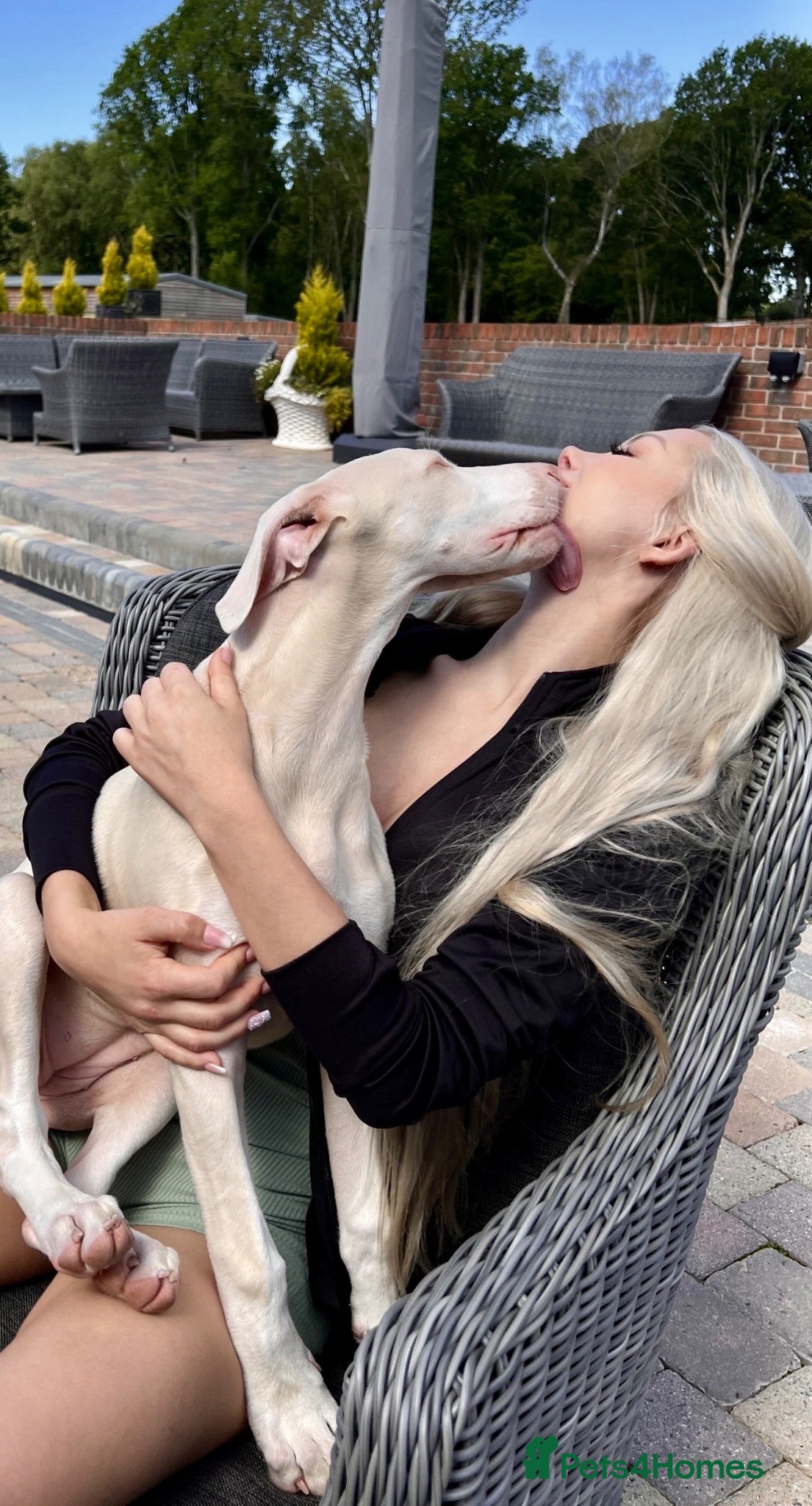 Dobermann dogs Stunning White & Cream Doberman Puppies available! - Advert 2