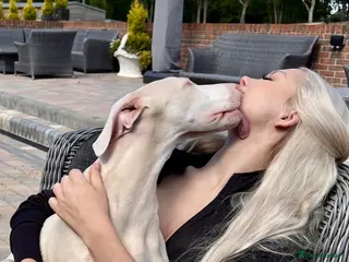 Dobermann dogs Stunning White & Cream Doberman Puppies available! - Advert 2
