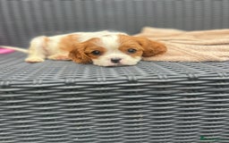 Cavalier King Charles Spaniel dogs for sale: Gorgeous King Charles cavalier puppies - Image 4