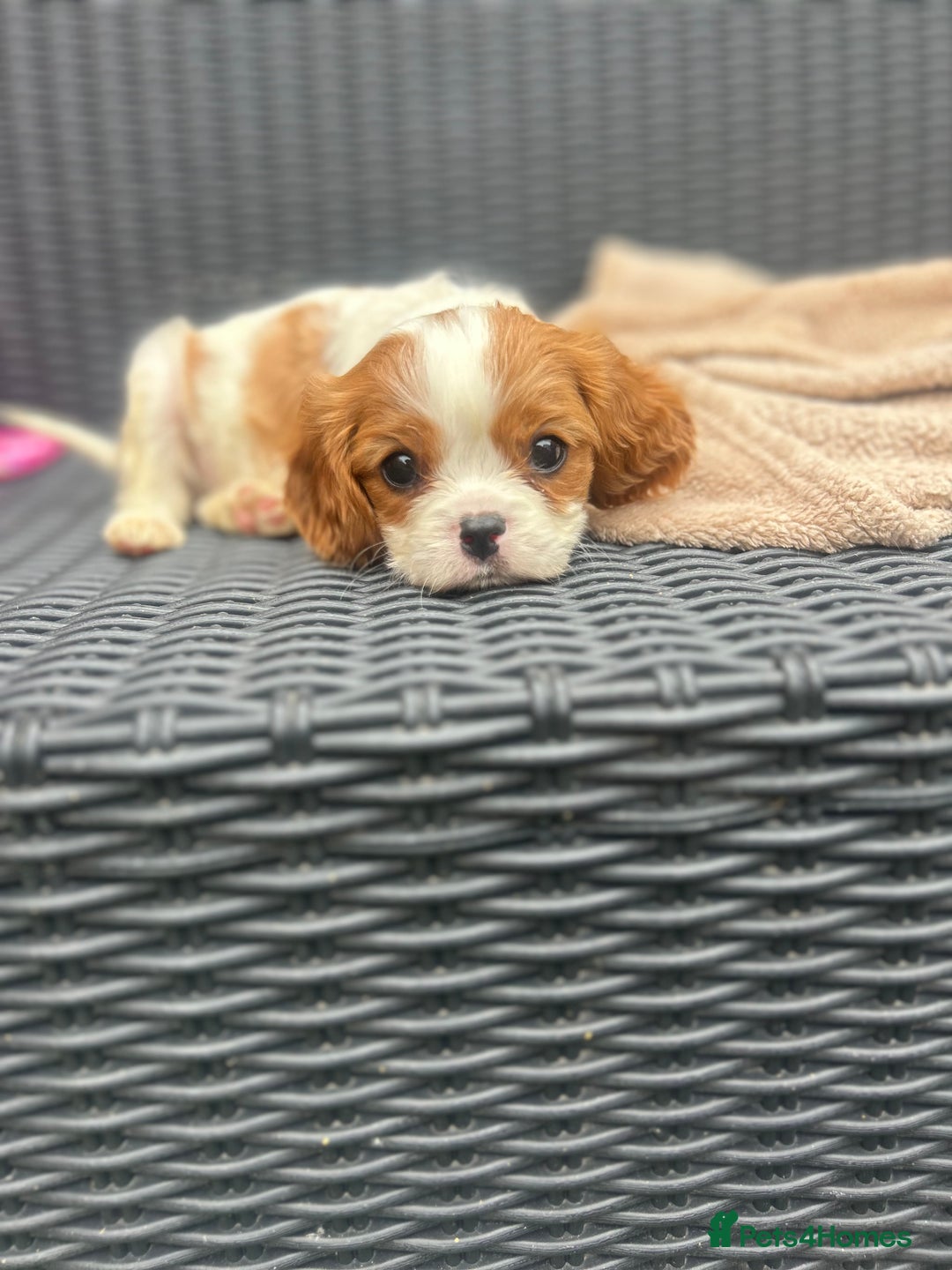 Cavalier King Charles Spaniel dogs for sale: Gorgeous King Charles cavalier puppies - Image 4