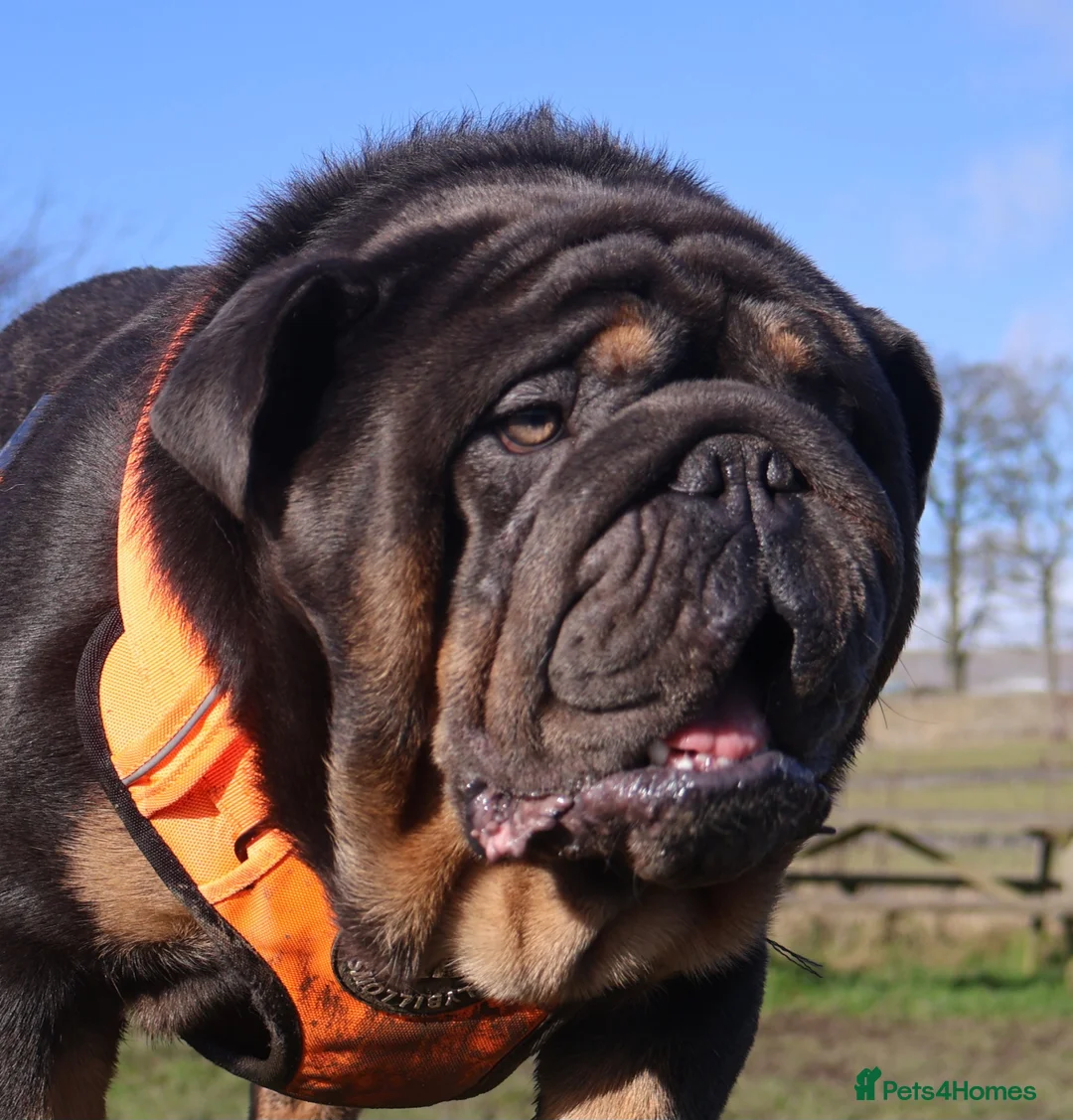 English Bulldog dogs for stud: PROVEN KC Blue & Tan Bulldog for Stud - Advert 1