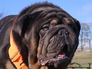 English Bulldog dogs KC Blue & Tan Bulldog for Stud - Advert 2