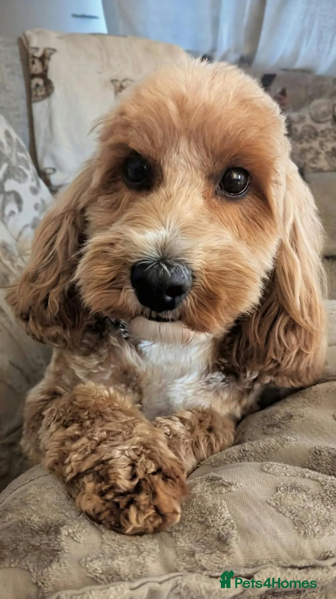 Cockapoo dogs for sale: 1 F2 cockapoo male left (Patches) in Dunmow - Advert 8