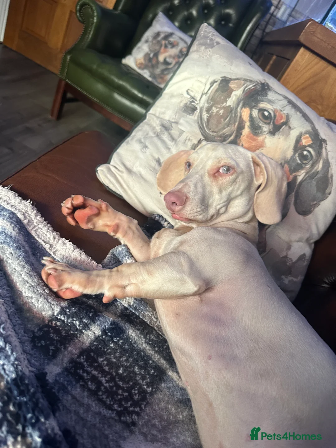 Miniature Dachshund dogs for stud: WOW MEET BACON  - Advert 7