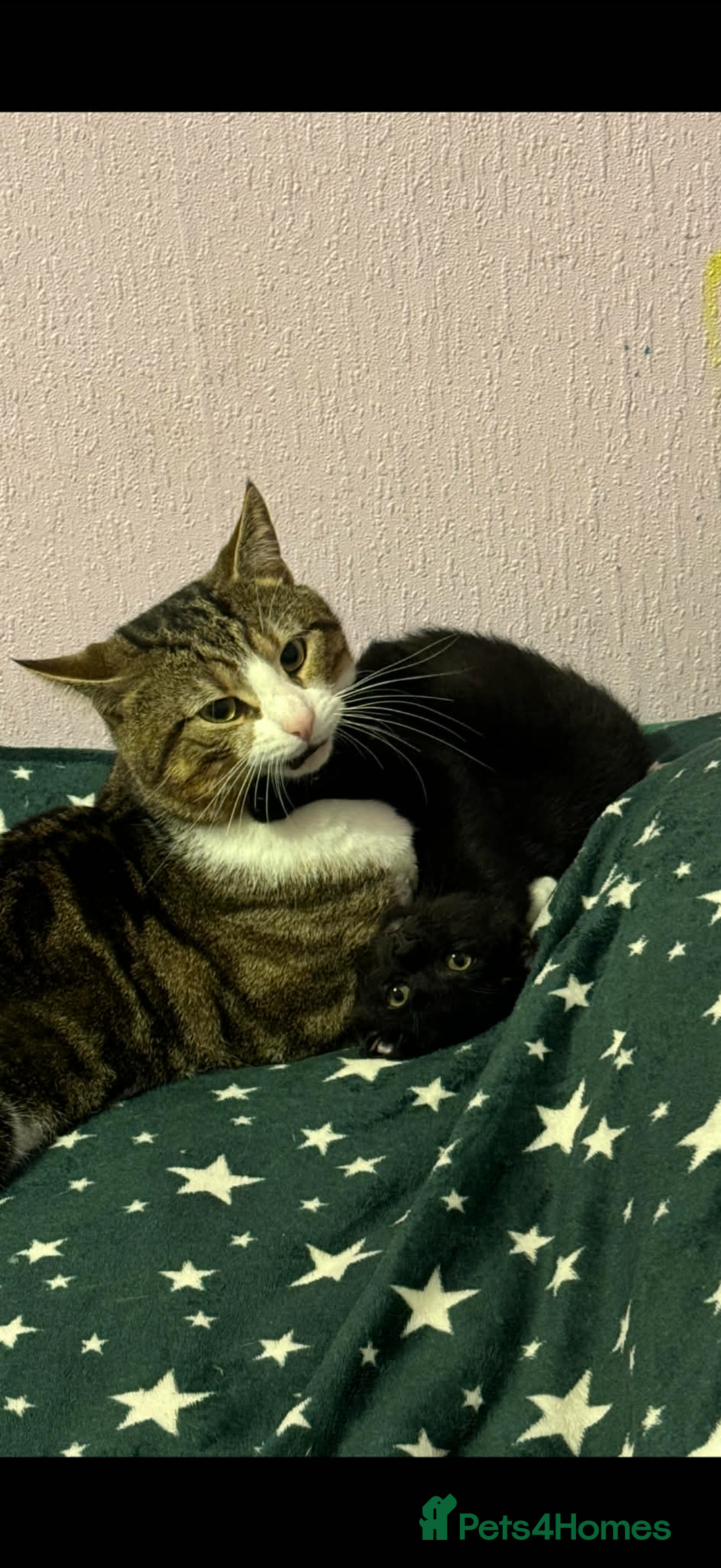 European cats for sale: 3 Gentle Kitten and 1 Old Cat Boy - Advert 4