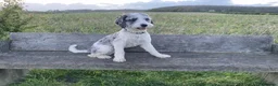Cockapoo dogs for sale: Loving Home Wanted for Monty – 20 Month Cockapoo - Advert 1